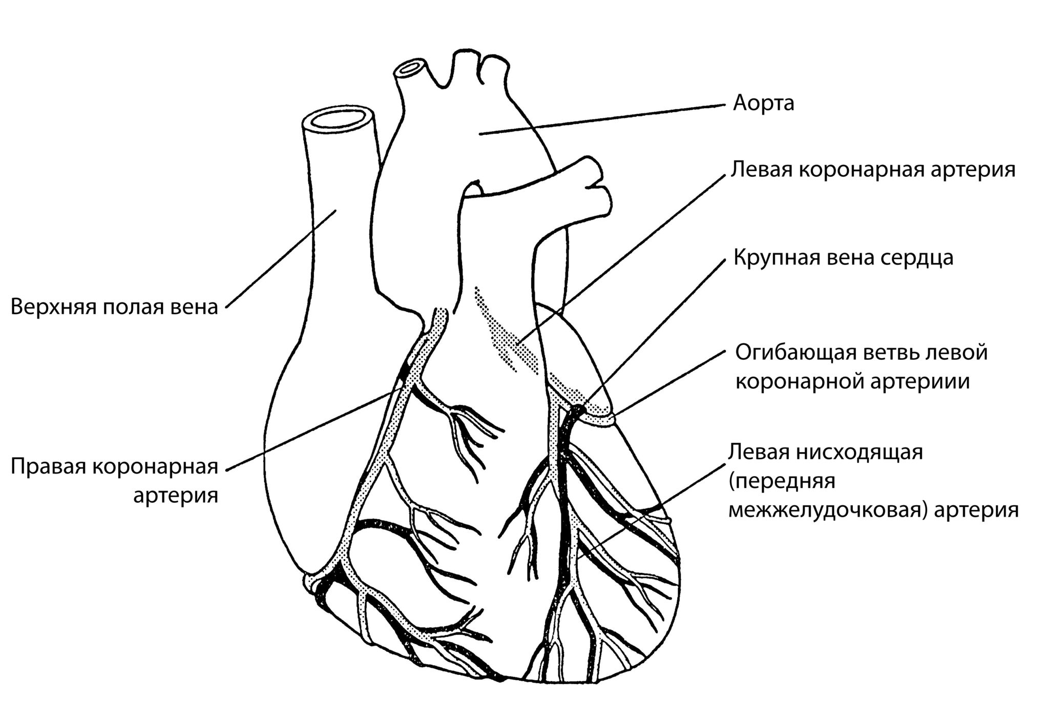 Сосуды сердца анатомия схема