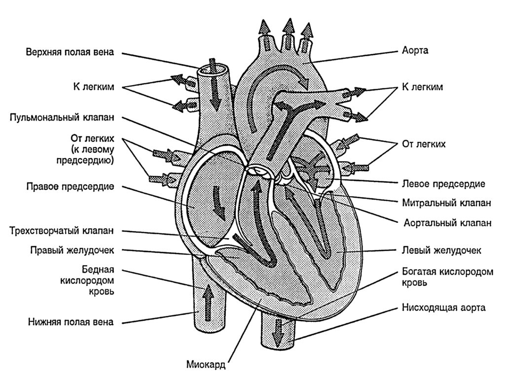 На рисунке схематически изображено строение сердца для какого класса характерно такое строение