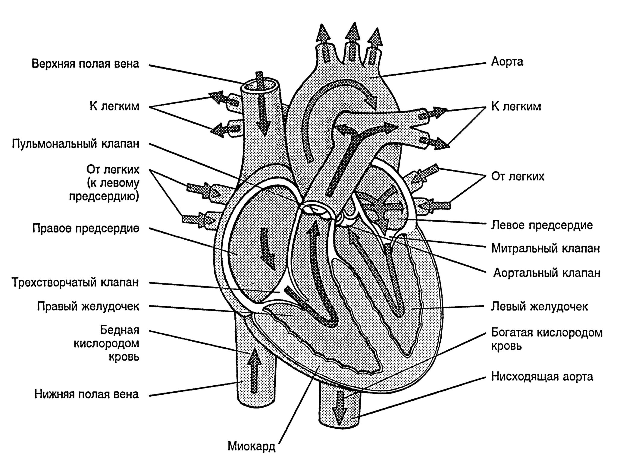 Верхняя полая Вена анатомия сердца