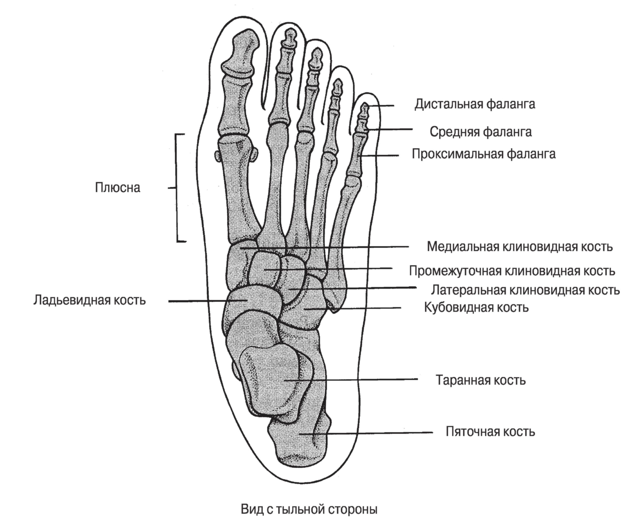 Плюсневые кости стопы фото